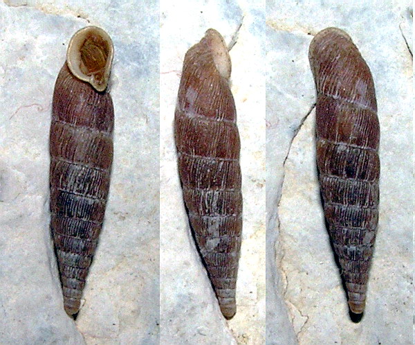 Laciniaria plicata Draparnaud 1801 della Svizzera